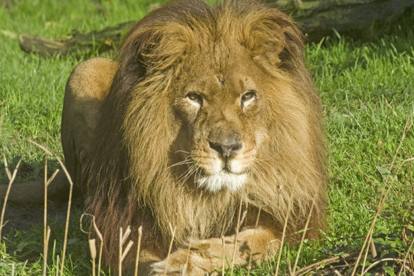 Atlas Lion – Zoo des Sables d'Olonne