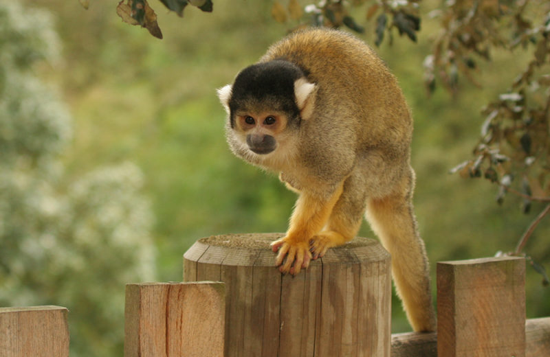 Bolivian squirrel monkey – Zoo des Sables d'Olonne