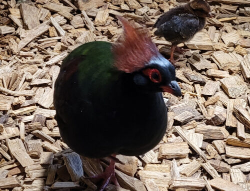 One crested partridge