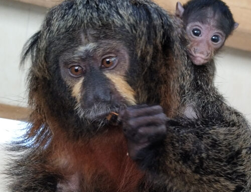 One white-faced saki