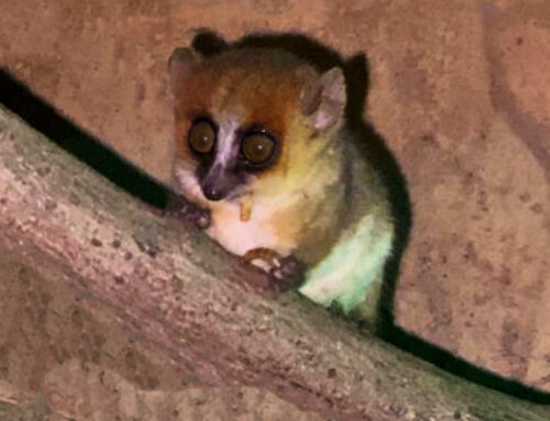 Goodman’s mouse lemur